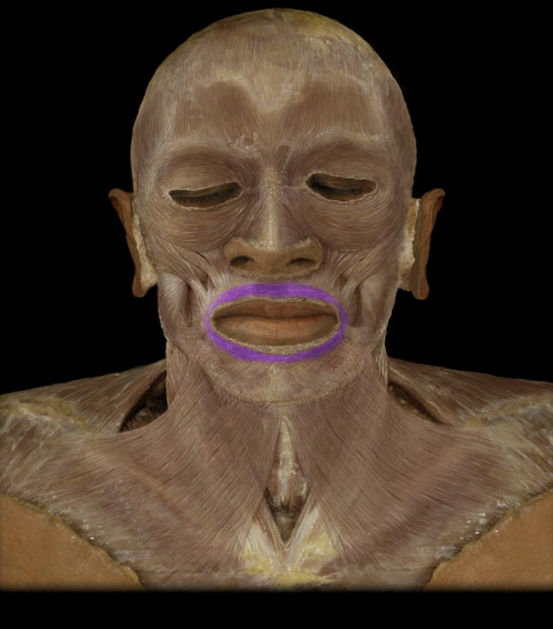 <p>Closes/protrudes lips.</p>