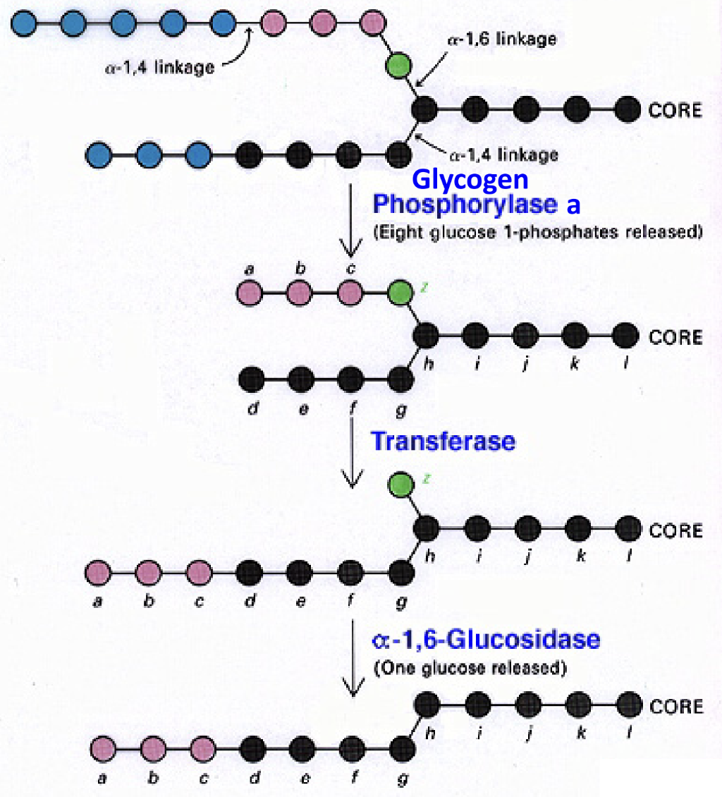 <p>What does the transferase activity of the debranching enzyme do?</p>