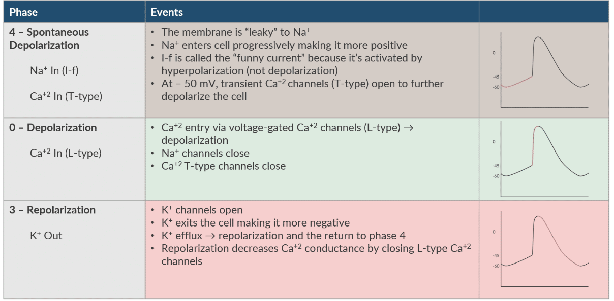 <p>Depolarization- Ca+ In (L- type)</p><p>-Ca+2 entry via VG- Ca+2 channels (L-type)--> DEPOLARIZATION</p><p>-Na+ channels close</p><p>-Ca+2 T-type channels close</p>