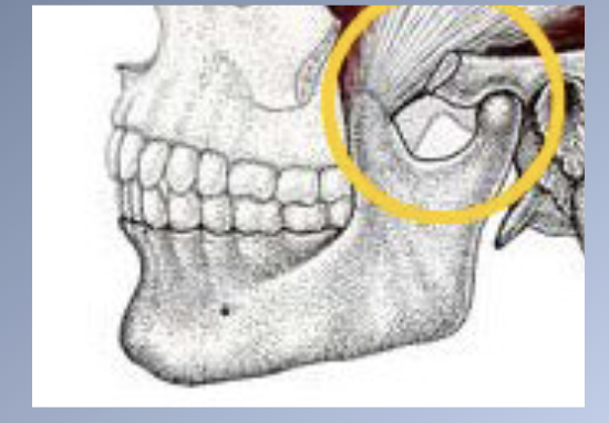 <p>Mandibular growth- 2</p>