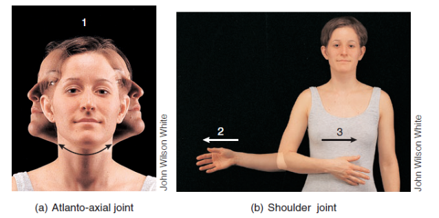<p>Lateral (2), Medial (3), Rotation (1)</p>