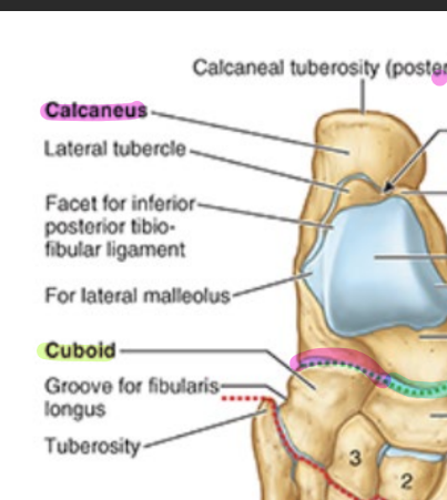 <ul><li><p>articulates w/ cuboid</p></li><li><p>contains groove for flexor hallucis longus tendon</p><ul><li><p>wraps around calcaneus</p></li></ul></li></ul><p></p>