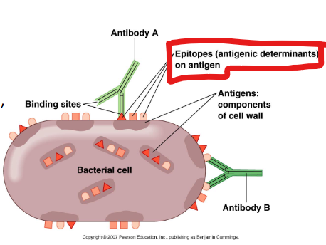<p>An epitope is a <strong>specific part </strong>of an <strong>antigen </strong>where an <strong>antibody </strong>can bind to</p>