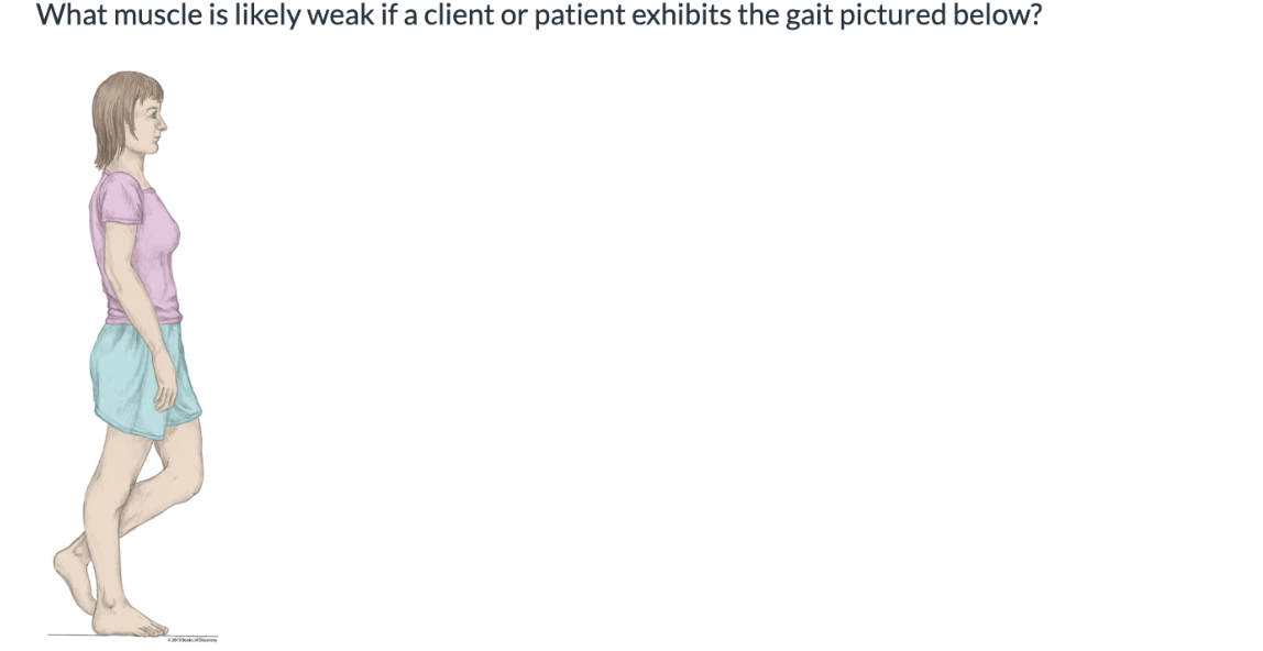 <p>What muscle is likely weak if a client or patient exhibits the gait pictured below? </p>