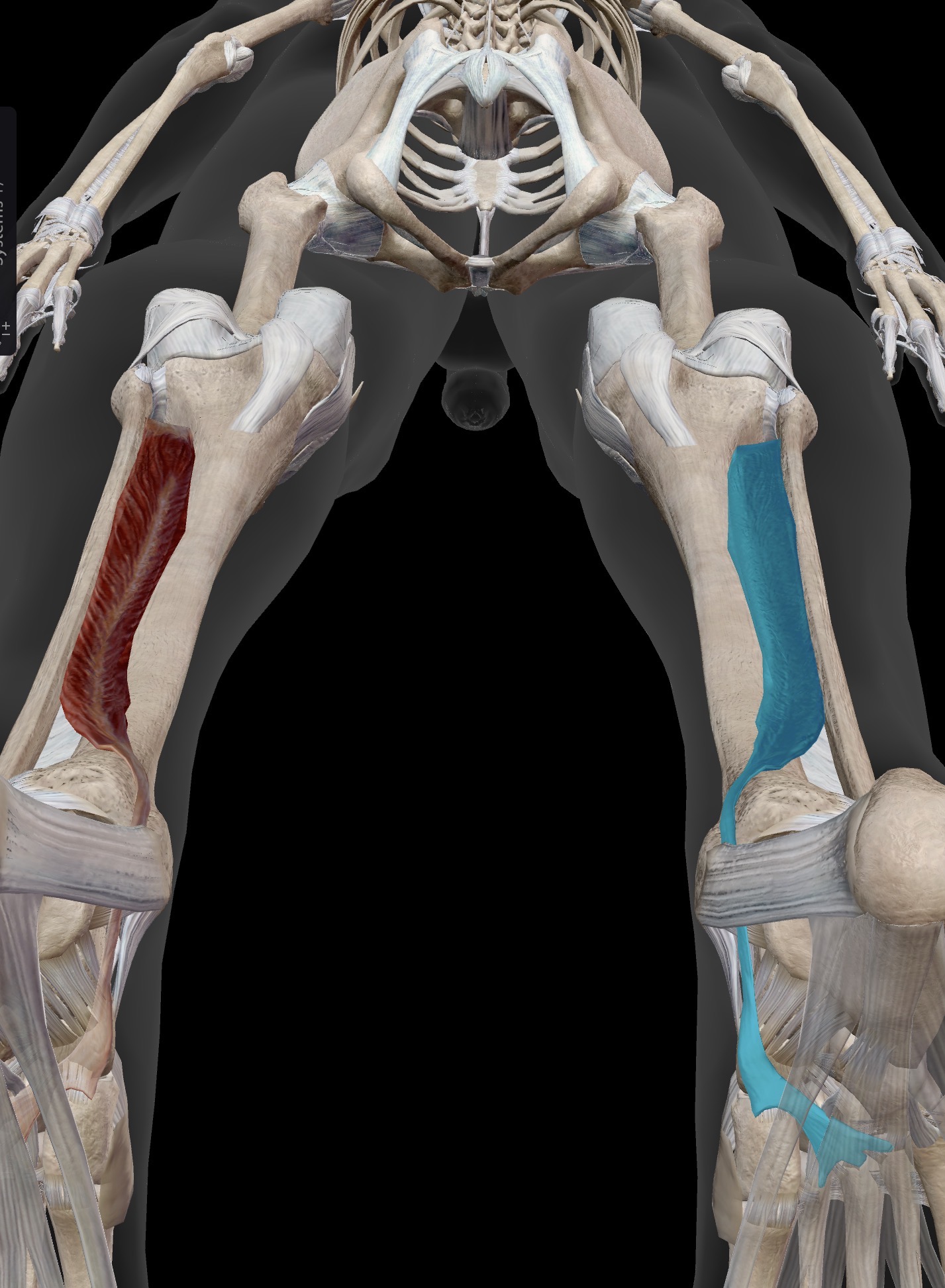 <p>Name the muscle and corresponding letter ( O = origin, I = insertion, A = actions, IN = innervation)</p><p>O</p><p>I</p><p>A</p><p>IN</p>