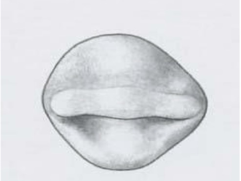 <ul><li><p>Distal side is longer and mesial is shorter and rounder</p></li><li><p>Longer faciolingually than mesiodistally</p></li></ul><p></p>