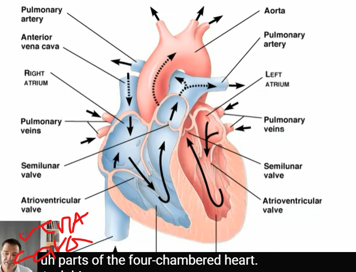 <p>right atrium contracts</p>