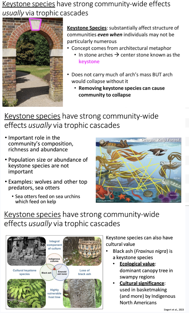 <ul><li><p><span>Species that substantially affect structure of communities <em><u>even when </u></em>individuals may not be particularly numerous</span></p><ul><li><p><span>Concept comes from architectural metaphor</span></p></li><li><p><span>In stone arches →</span><span style="font-family: "Times New Roman";"> </span><span>center stone known as the <u>keystone</u></span></p><ul><li><p><span>Does not carry much of arch’s mass BUT arch would collapse without it</span></p></li></ul></li></ul></li><li><p>Important role in the community’s composition, richness and abundance</p><ul><li><p>Ex. top predators, sea urchins (feed on kelp), etc.</p></li></ul></li><li><p><span><strong>Removing keystone species can cause community to collapse</strong></span></p><ul><li><p>Keystone species have strong community-wide effects usually via trophic cascades</p></li><li><p><span>Their abundance isn’t as overly valued as is their general presence vs absence.</span></p></li></ul></li><li><p>Can also have cultural significance like the black ash, which is the dominant canopy tree in swamp regions, and gets very effectively utilized by the Indigenous North Americans.</p></li></ul><p></p>