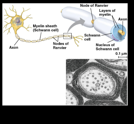 <p><span>• Speed of conduction increases<br>with diameter of the axon<br>• Vertebrate axons have<br>electrical insulation-</span><span style="color: purple;"><strong>myelin<br>sheaths</strong></span><span>-that allow fast<br>conduction<br>• Made by </span><span style="color: purple;"><strong>glia</strong></span><span><br>(</span><span style="color: purple;"><strong>oligodendrocytes</strong></span><span> in the CNS<br>and </span><span style="color: purple;"><strong>Schwann cells</strong></span><span> in the PNS)</span></p>
