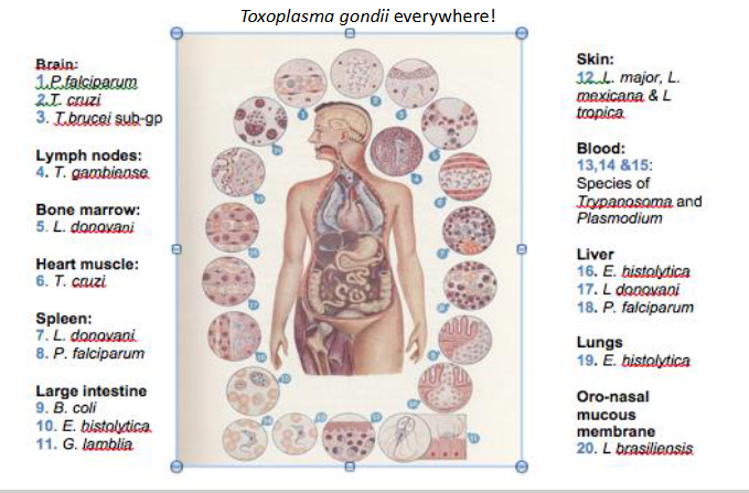 <p>- you can get a parasitic infection anywhere in the body</p>