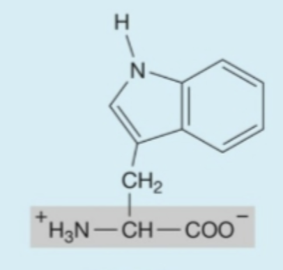 <p><strong>Hydrophobic</strong> (<strong>nonpolar</strong>) amino acids</p>