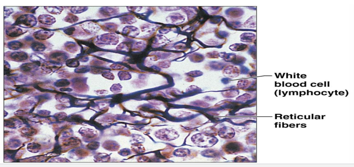 <p>Connective tissue fibers include collagen, elastic, and __________ fibers.</p>
