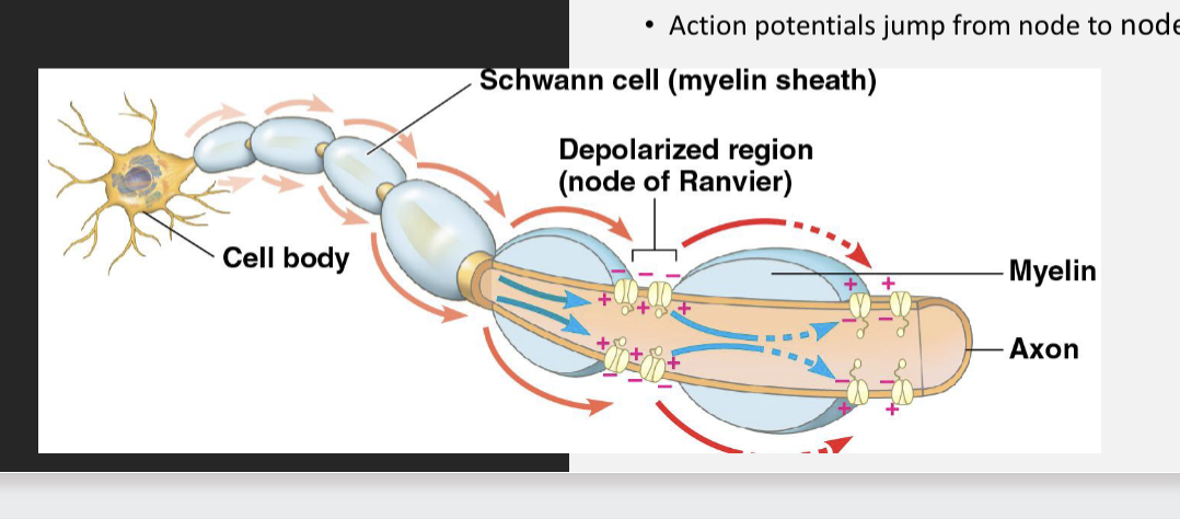 <p><span style="font-size: calc(var(--scale-factor)*27.98px);">• </span><span style="font-size: calc(var(--scale-factor)*27.98px); color: purple;"><strong>Nodes of Ranvier</strong></span><span><br></span><span style="font-size: calc(var(--scale-factor)*21.96px);">• Gaps in myelinated axons where voltage-</span><span><br></span><span style="font-size: calc(var(--scale-factor)*21.96px);">gated sodium channels are restricted to</span><span><br></span><span style="font-size: calc(var(--scale-factor)*27.96px);">•</span><span style="font-size: calc(var(--scale-factor)*27.96px); color: purple;"><strong> Saltatory Conduction</strong></span><span><br></span><span style="font-size: calc(var(--scale-factor)*21.98px);">• Action potentials jump from node to </span><span style="font-size: calc(var(--scale-factor)*24.02px);">node</span></p><p><br></p>
