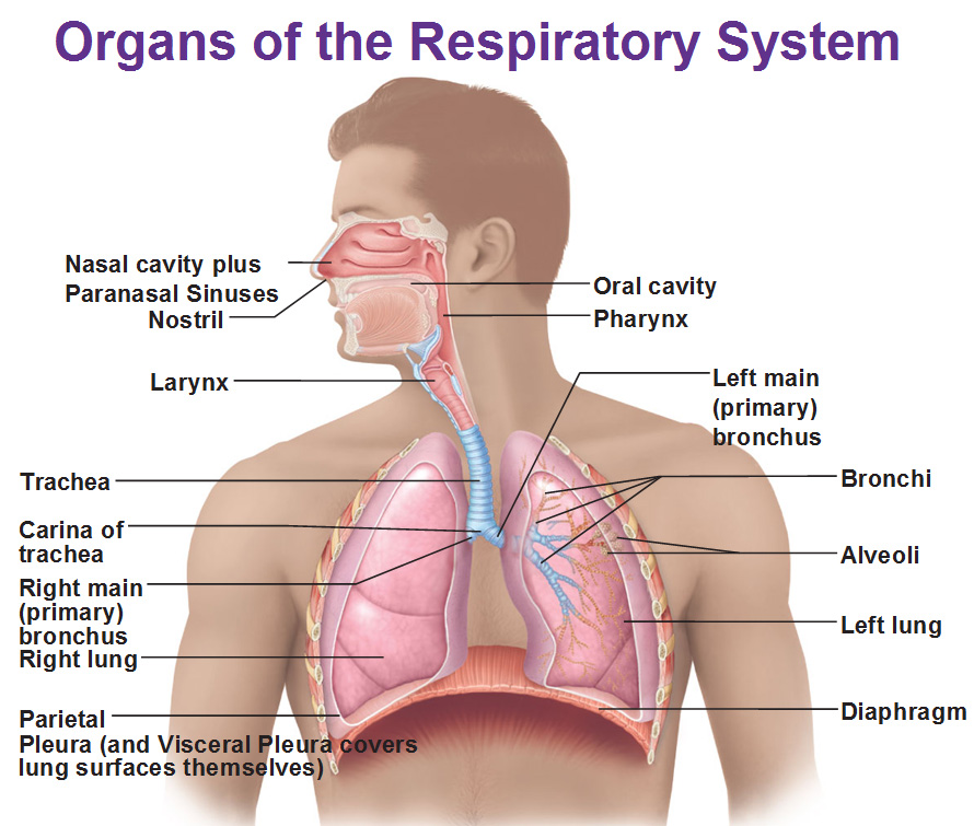 <ul><li><p>nasal cavity, pharynx, larynx, trachea, bronchi, and lungs</p><ul><li><p>keeps the blood supplied with oxygen while removing carbon dioxide</p></li><li><p>contributes to acid-base balance of the blood</p></li></ul></li></ul><p></p>