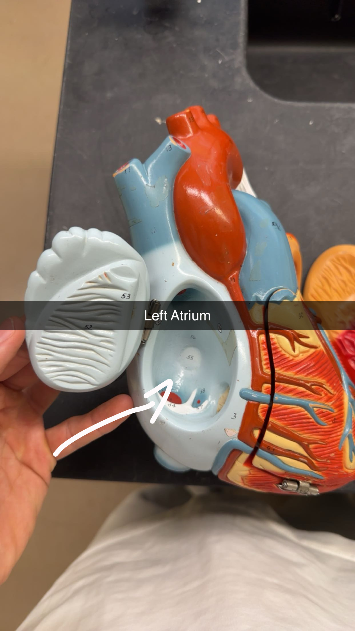 knowt flashcard image