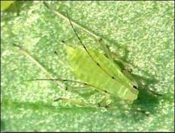 <p>Identify the insect and order</p>