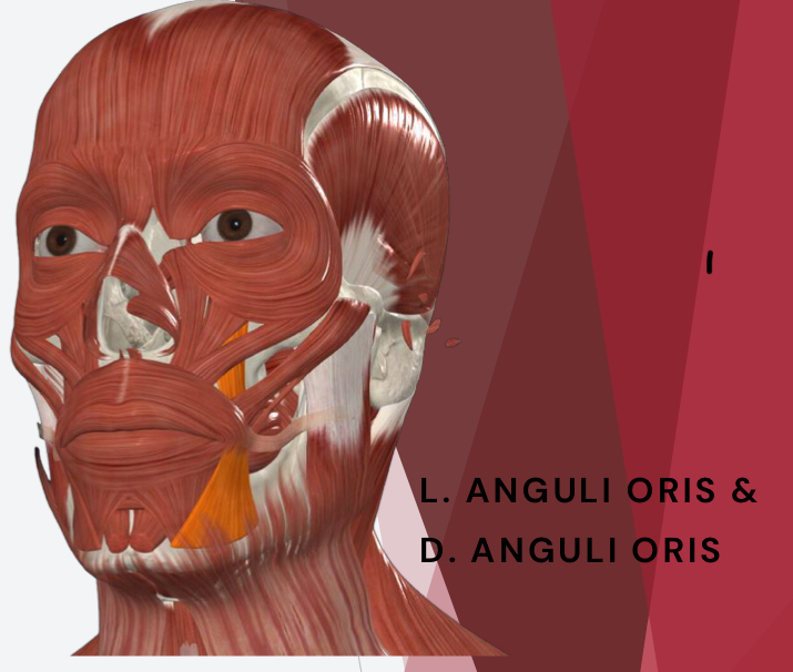 <p>raises the angle of the mouth </p>