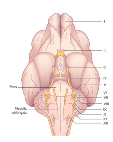 <p>12 par kranialnerver - VII</p>