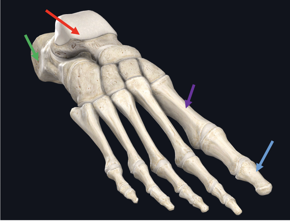 <p><span>Identify the bone at the tip of the purple arrow</span></p>