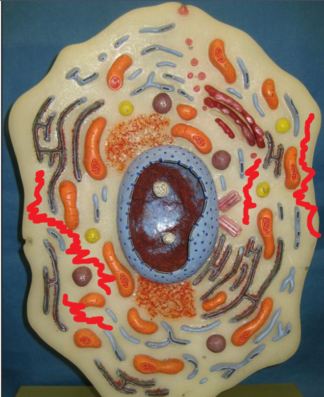 <p>Cytosol</p>
