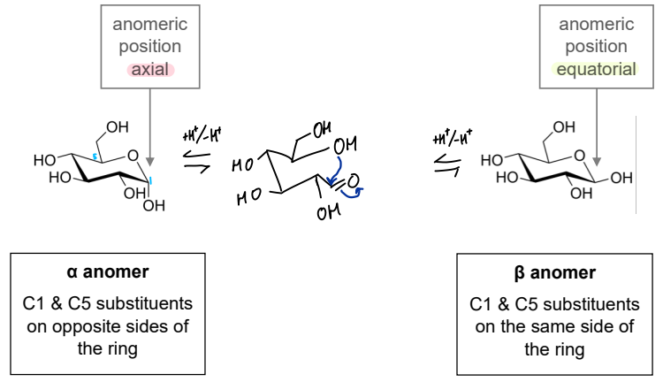 <p>Determined by hydroxyl group at the C1 (anomeric) position</p><p>Occurs through mutarotation where the ring converts to an acyclic aldehyde intermediate and back</p><p></p>