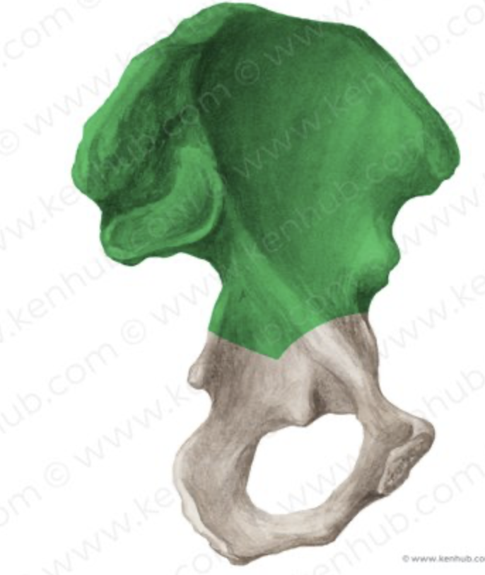 <p>What bone is this?</p>