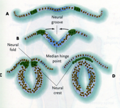 <p>- A band of cells along the border where the neural tube pinches off from the ectoderm; the cells migrate to various parts of the embryo and form the pigment cells in the skin, bones of the skull, the teeth, the adrenal glands, and parts of the peripheral nervous system.</p>