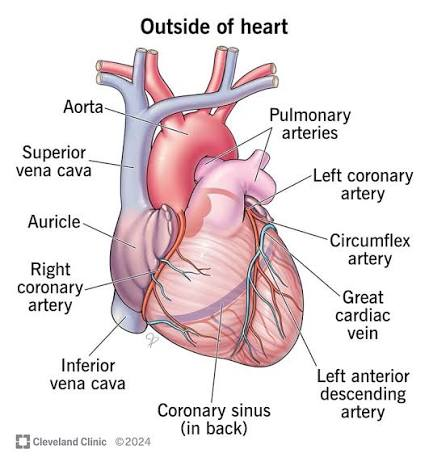 <p>vena carva</p><p>pulmonay artery</p><p>pulmonar vein</p><p>aorta</p><p></p><p>PULMONARY = relating to lungs </p>