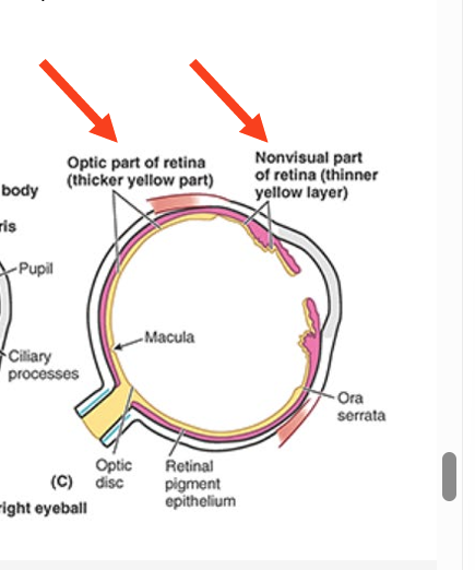 <ul><li><p>sensory neural layer of eyeball </p></li><li><p>consists of two fxnal parts w/ distinct</p><ul><li><p>optic part</p></li><li><p>nonvisual retina (retinal tissue not involved in vision)</p></li></ul></li></ul><p></p>