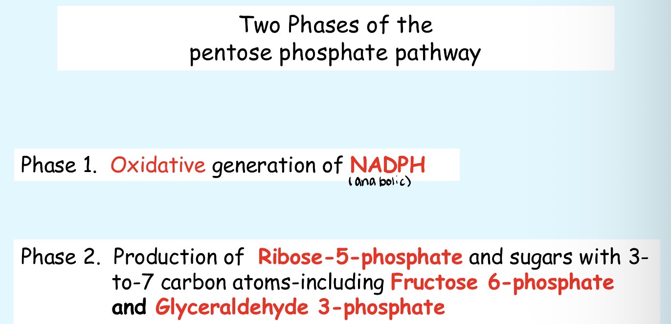 <p>Phase I: Oxidative generation of NADPH</p><p>Phase II: Production of Ribose-5-phosphate and sugars with 3-7 carbon atoms including fructose-6-phosphate and glyceraldehyde-3-phosphate</p>