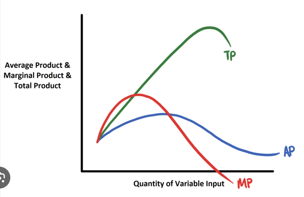<ul><li><p>MP>AP → AP increases</p></li><li><p>MP<AP → AP decrease</p></li></ul><p></p>