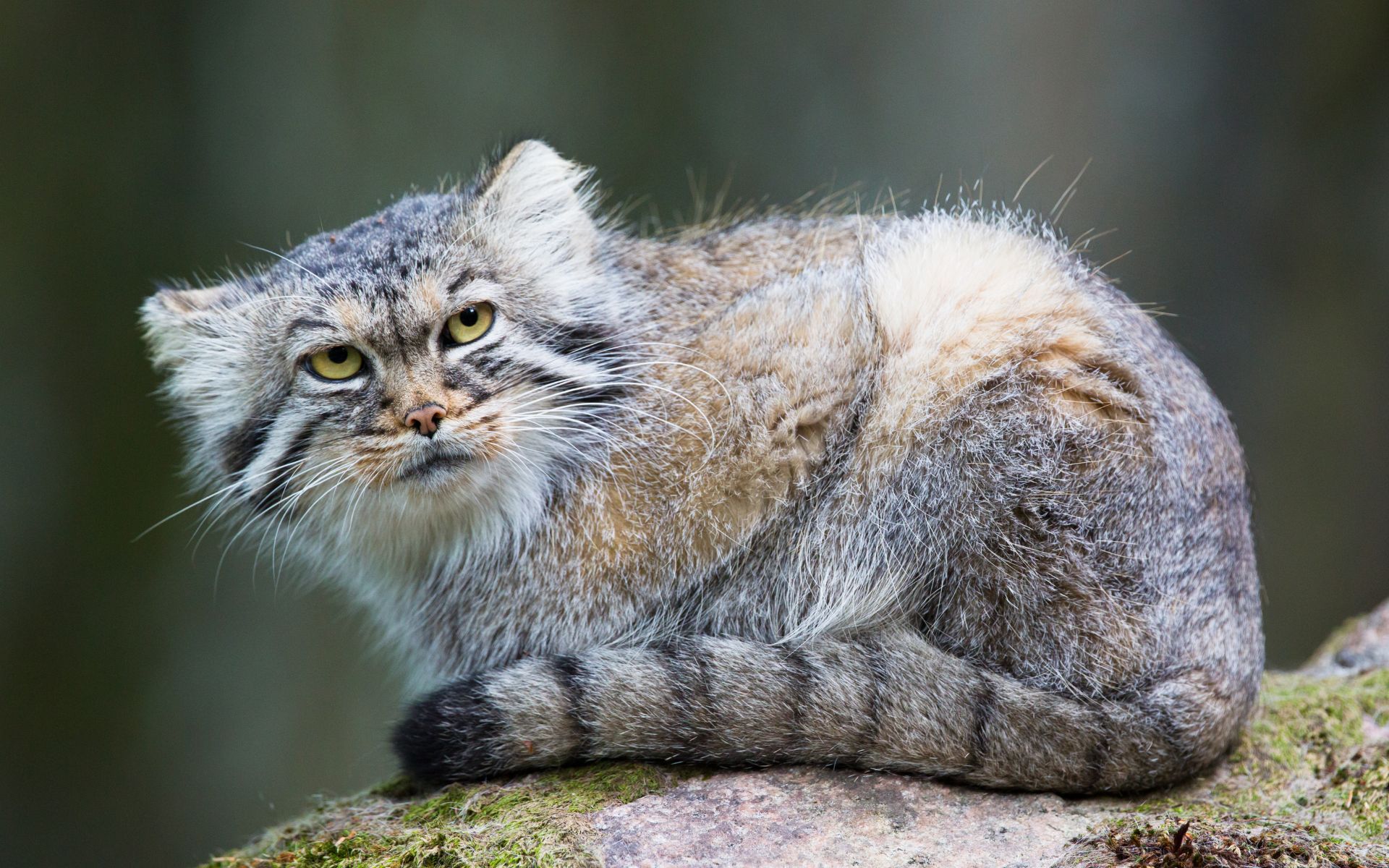 <p>Pallas Cat </p>