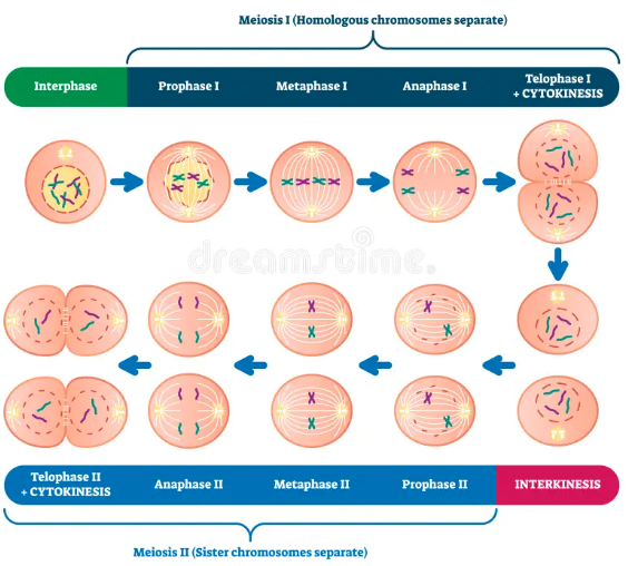<p>Cell splits = 2 haploid cells</p>