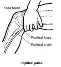 <p>behind the knee</p>