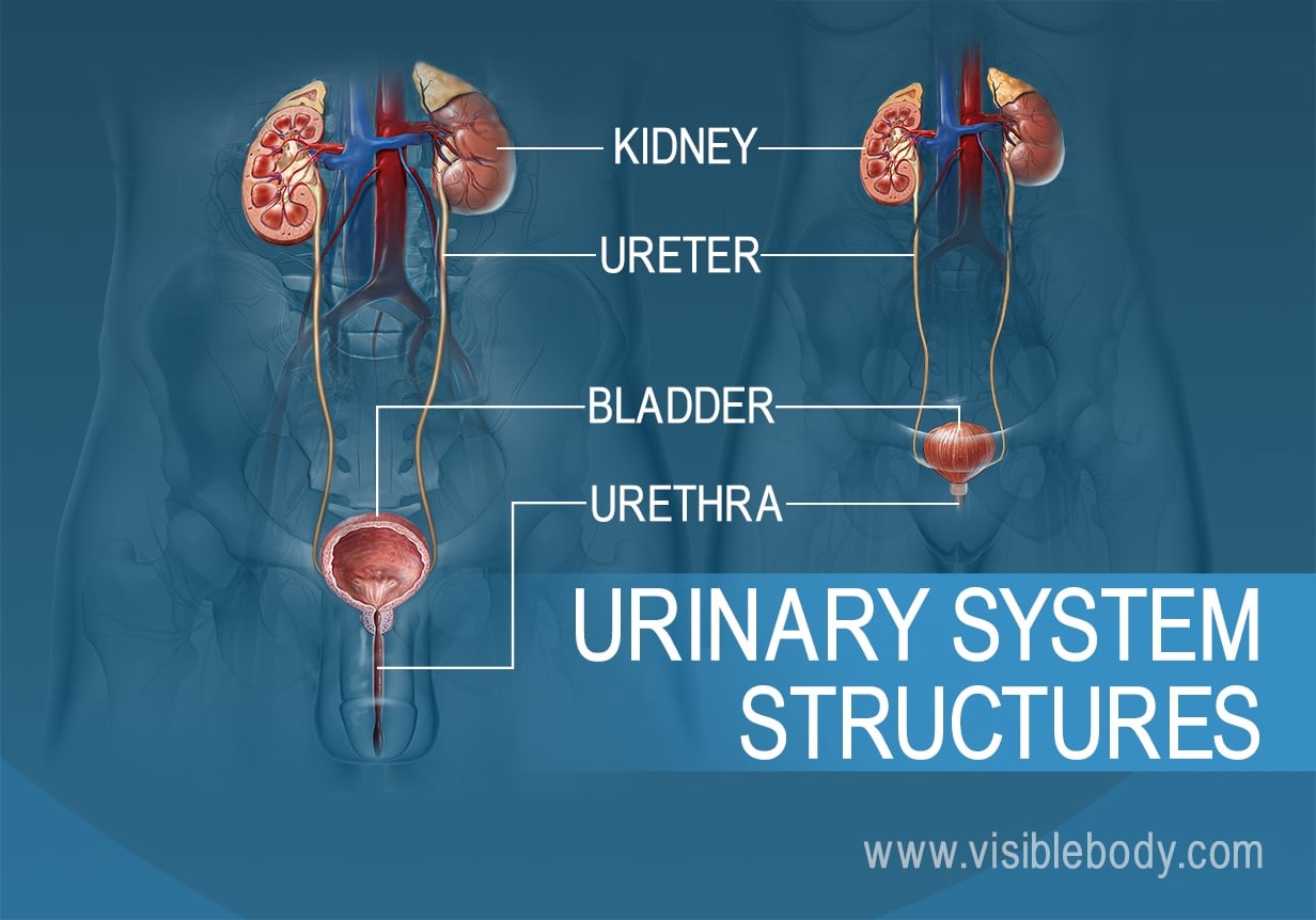 <p>Ureters</p>