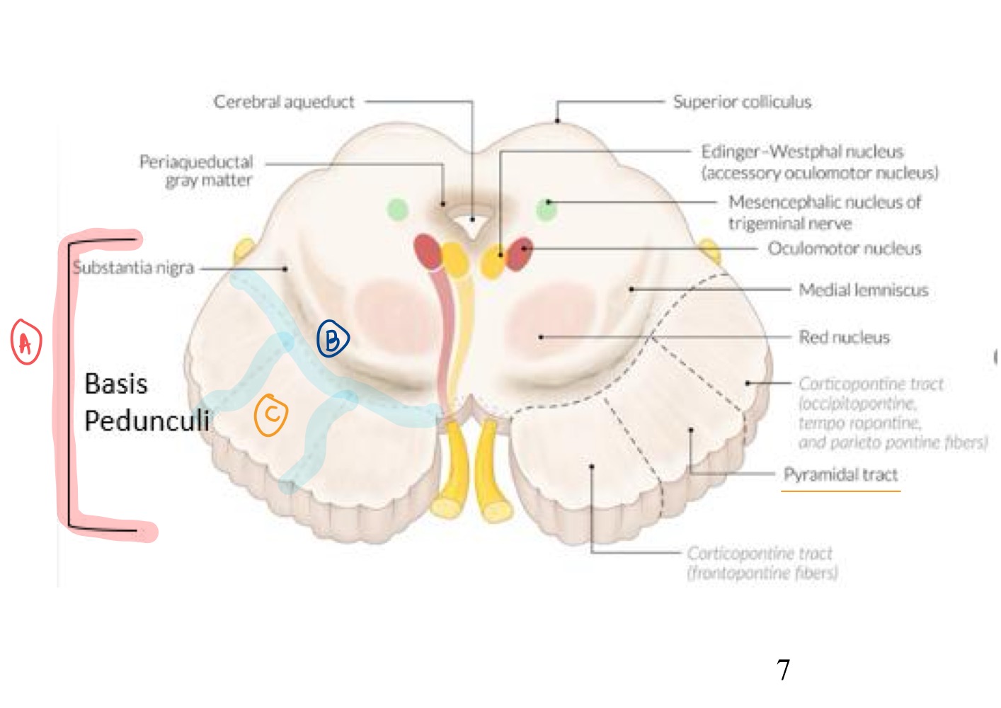 <p>What Midbrain structure does B represent? </p>