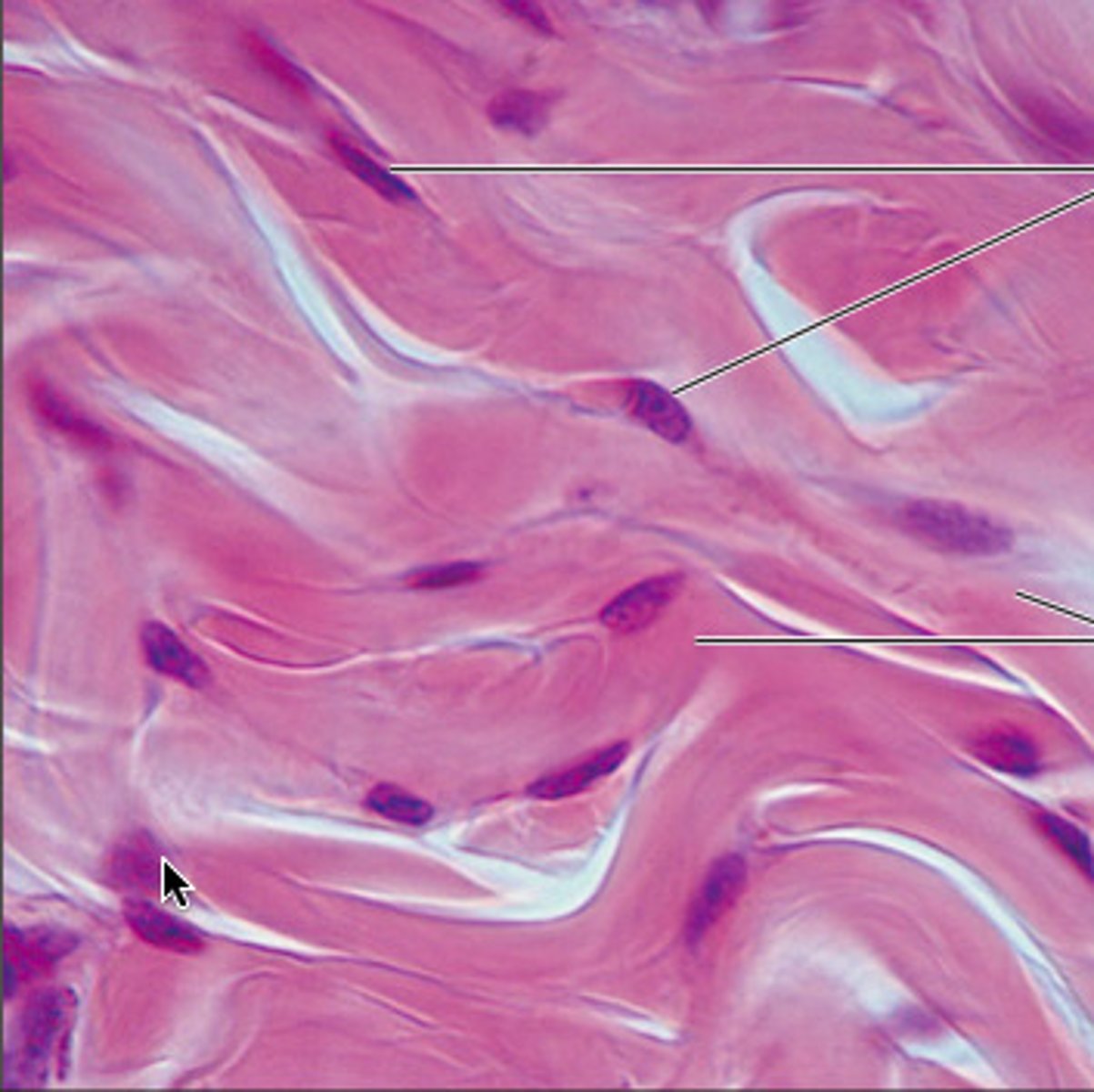 <p>type of cell?</p>