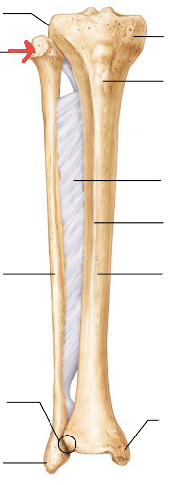 <p>what is this part of the tibia or fibula?</p>