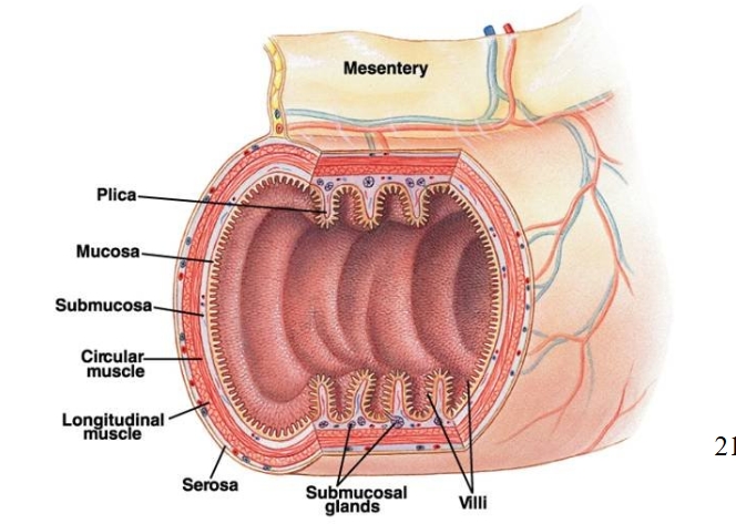 <p>has mucosa and submucosa secreted from glands </p><p>layers of muscle to aid movement and motility </p><p>Large surface area due to plica, villi and microvilli</p>