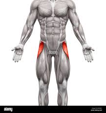 <p>Flexes and abducts the thigh</p>