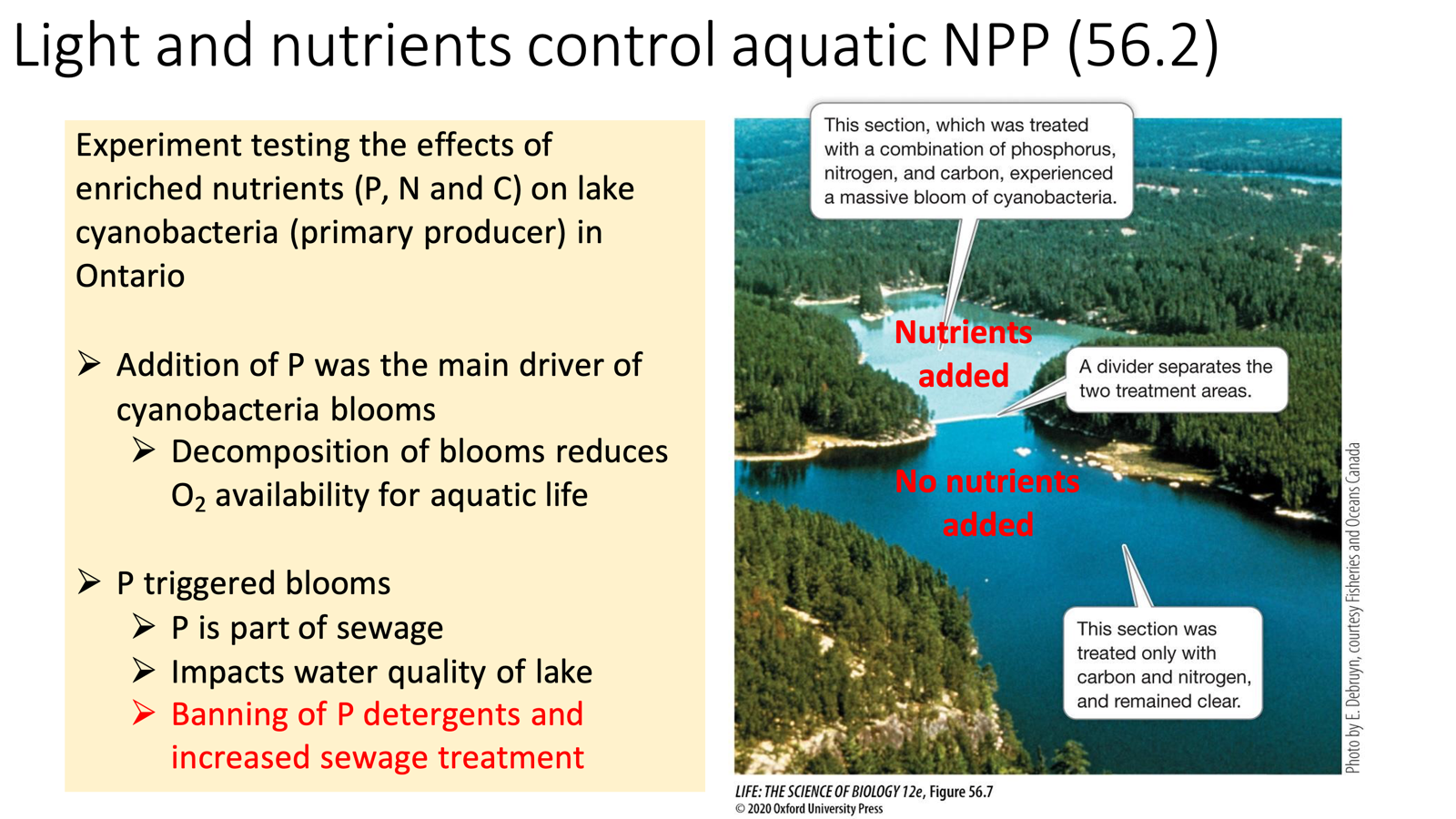 <ul><li><p><span>Experiment testing the effects of enriched nutrients (P, N, and C) on lake cyanobacteria (primary producers) in Ontario</span></p><ul><li><p><span>The addition of P was the main driver of cyanobacteria blooms</span></p></li><li><p><span>But with these blooms in the terminal stage, decomposition of blooms reduces O<sub>2 </sub>availability for aquatic life.</span></p><ul><li><p><span>Triggers </span>eutrophication<span>, where the lake’s water quality deteriorates, and ecosystems are severely</span></p></li></ul></li><li><p><span>P triggered blooms, but P is part of sewage and impacts the water quality of the lake. </span></p><ul><li><p><span>Banning of P detergents and increased sewage treatment can help combat this. </span></p></li></ul></li></ul></li><li><p><span>Overall, nutrients are useful to promote aquatic NPP, but also want to make sure that it’s not eliminate or limit other organisms in that same ecosystem. </span></p></li></ul><p></p>
