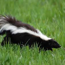 <p>Striped Skunk (Mephitis mephitis)</p>