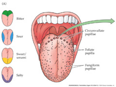 <p>sense of taste</p>