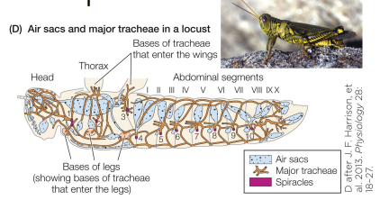 <p>Breathing by tracheate arthropods Pt 2</p>