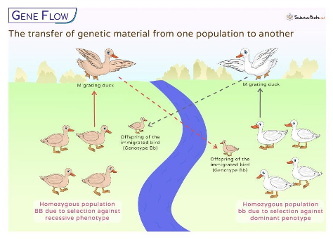 <ul><li><p><span><strong>Gene flow</strong> is the exchange of genetic material between populations through migration of individuals or movement of gametes (i.e., pollen dispersal)</span></p><ul><li><p>This exchange of allele frequencies in a population</p></li><li><p><span>Populations are not isolated from each other: they can experience emigration and immigration.</span></p><ul><li><p><span>Two different populations of ducks. Immigration/emigration. Dispersal of gametes is like in pollination. If they can breed, they can introduce new alleles into the respective population. A homozygous dominant cross with a homozygous recessive. </span></p></li></ul></li></ul></li></ul><p></p>