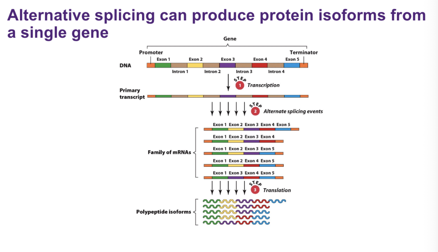 <p><strong>Alternative splicing:</strong> A single eukaryotic gene can produce multiple different protein isoforms through <strong>alternative splicing</strong>. The gene is first transcribed into a primary RNA transcript containing its exons and introns. During RNA processing, the introns are removed, but <strong>different combinations of exons can be retained and joined together</strong>, producing a family of different mature mRNAs from the same gene. These different mRNAs are then translated into <strong>different polypeptide isoforms</strong>. Therefore, <strong>one gene can produce multiple different protein products</strong>, increasing protein diversity without requiring additional genes.</p>