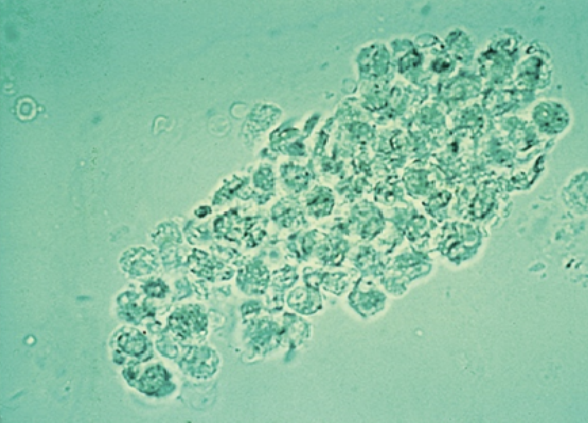 <p>Identify the following.</p>