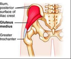 <p>abducts thigh at hip joint,</p><p>medially rotates thigh</p>