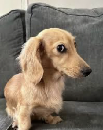 <ul><li><p><span>Pt is walking towards therapist with their eyes fixed on them</span></p></li><li><p class="p1"><span>Pt turns head, but keeps eyes fixed on therapist</span></p></li><li><p class="p1"><span>Then allow eyes to follow</span></p></li><li><p class="p1"><span>Return to centre, repeat same thing in opposite direction</span></p></li><li><p class="p1"><span>To make it harder: move eyes first, then head</span></p></li></ul><p></p>