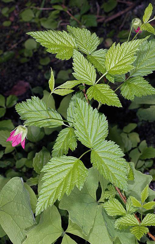 <p>Salmonberry</p>